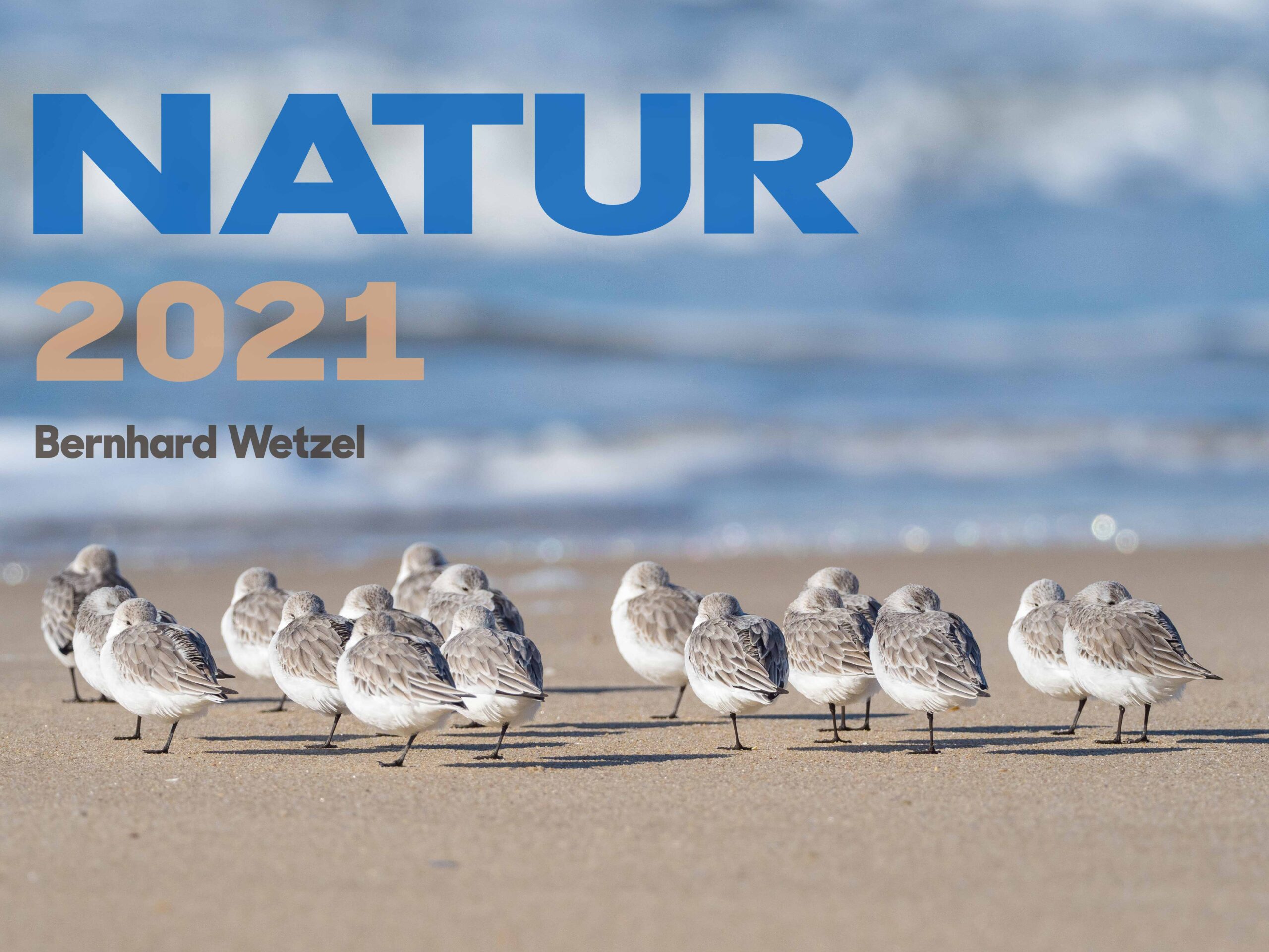 Deckblatt Kalender 2021 mit Sanderlingen